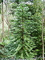 Wollemi Pine