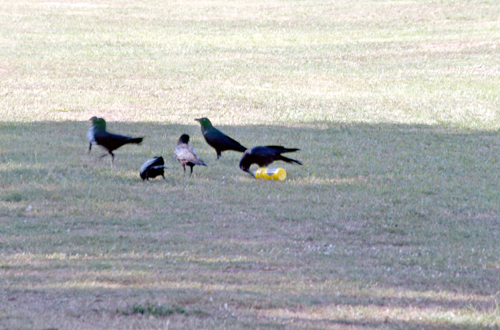 Crows drinking from a bottle