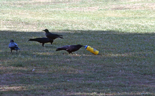 Crows drinking from a bottle