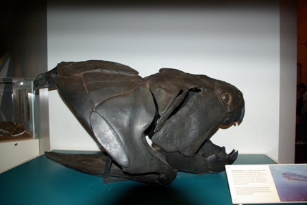 Dunkeliosteus, an athrodiran placoderm, family Dinichthyidae from North America