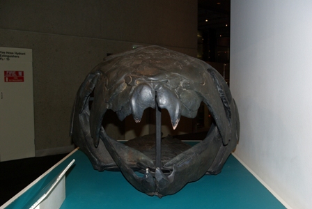 Dunkeliosteus, an athrodiran placoderm, family Dinichthyidae from North America
