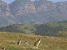 Flinders Ranges, South Australia